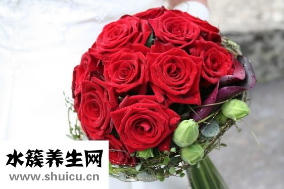 九色玫瑰花蜜怎么样