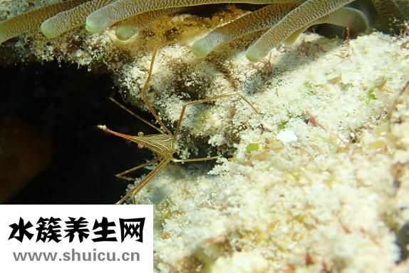 海虾怎么做好吃