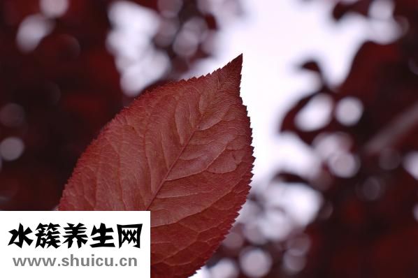 抑郁症要吃什么药