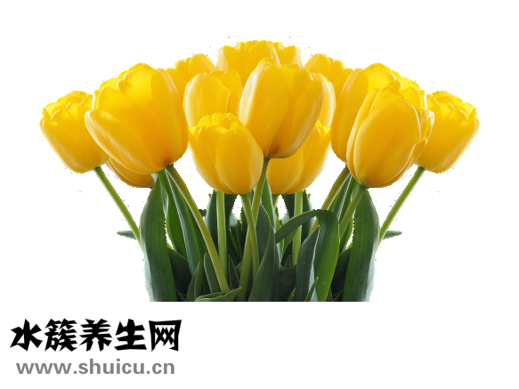 怎么扎花苞头