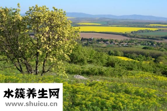 牛虻是什么