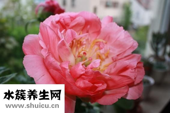 牡丹鹦鹉怎么分公母