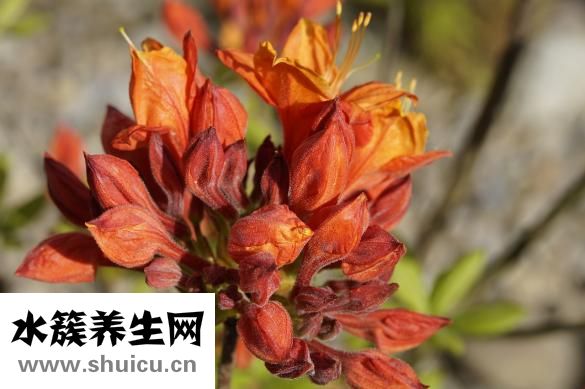 绿鬣蜥怎么养