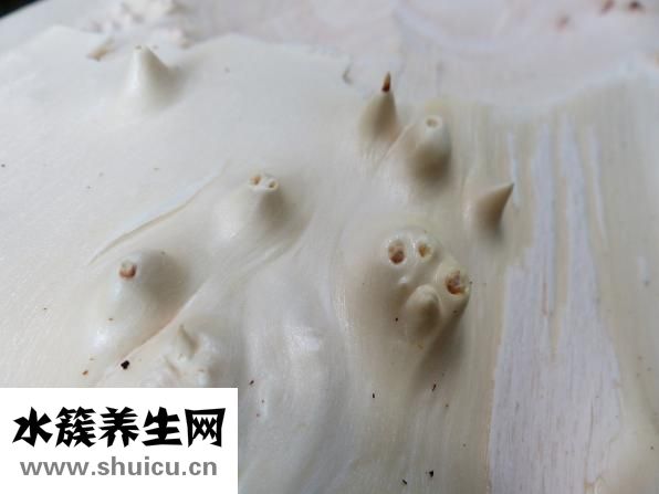 如何剥石榴