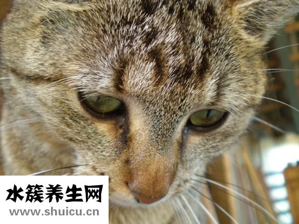 绿鬣蜥怎么养