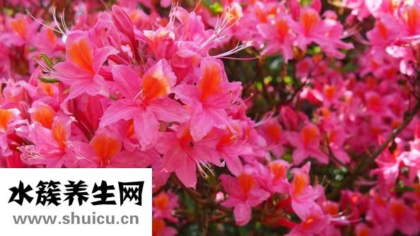 牛虻是什么