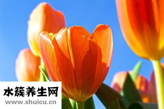 山鹰体重秤怎么样