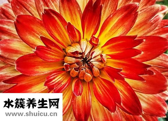 怎么样煮鸡蛋