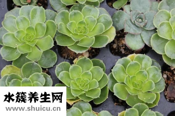 仙竹怎么样