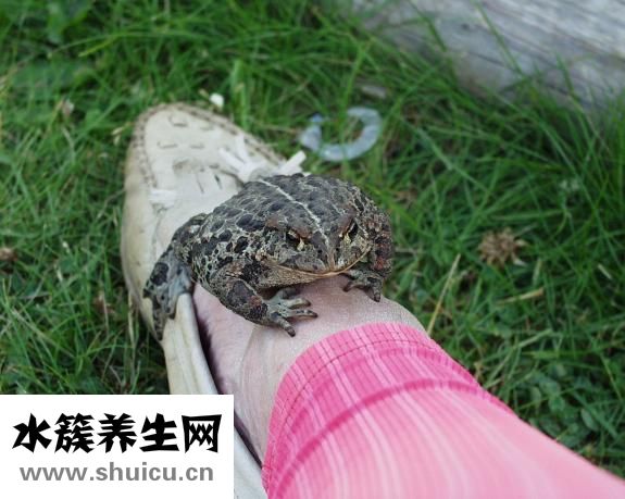 泷泽萝拉怎么样