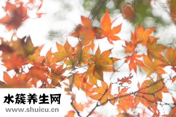枫叶代表什么