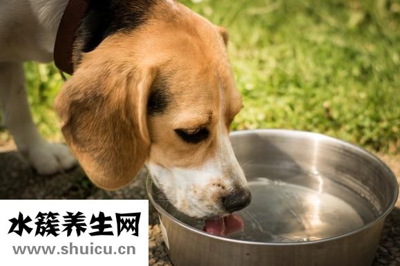 泰迪吃饭会怎么样
