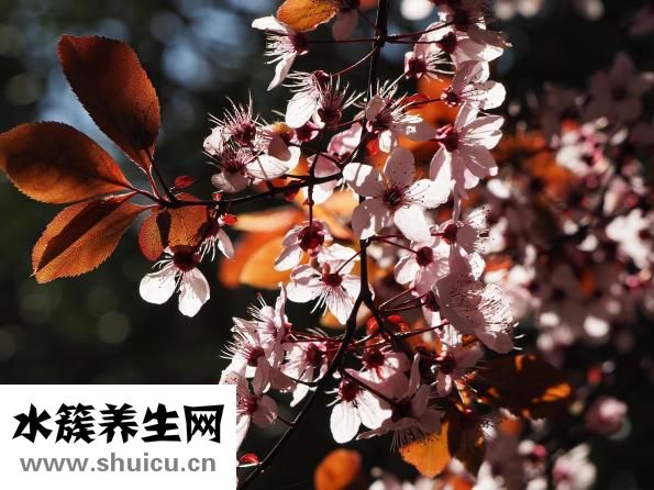 送什么花好