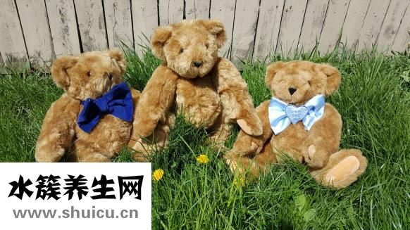 泰迪吃饭会怎么样