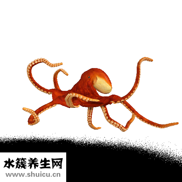 鱿鱼肉怎么样做酱