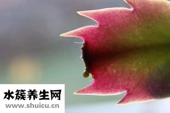 圆脸适合烫什么发型