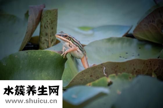 烤牛蛙市场怎么样
