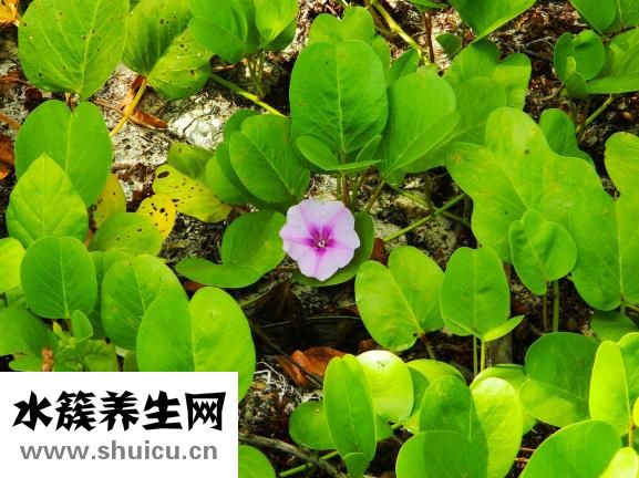 产后多久可以喝鸡汤