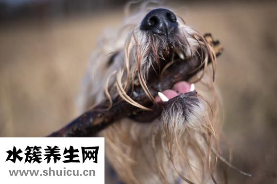 极是洗发露怎么样