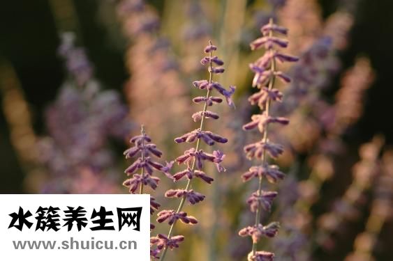 怎么样去羊奶的膻味