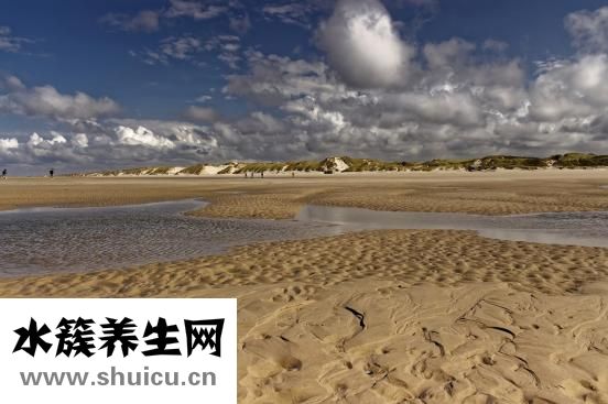 丹桂茶怎么样