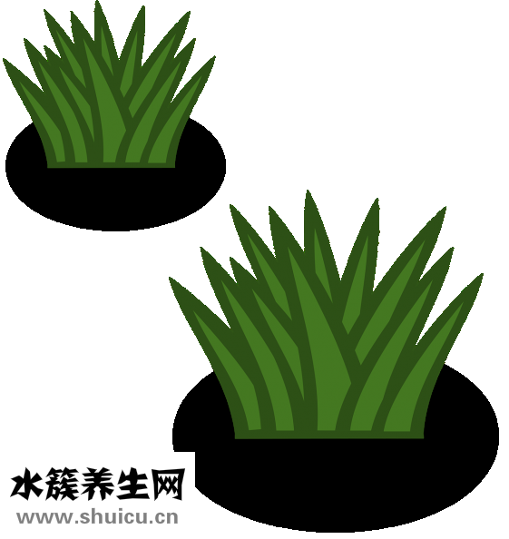 吃什么瘦胸