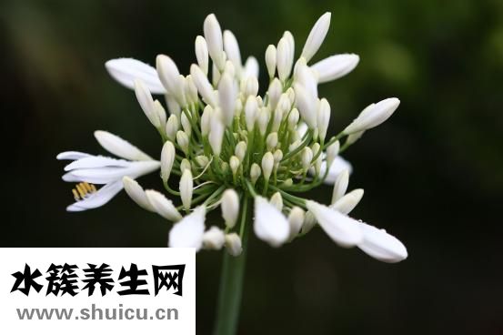虎皮鱼吃什么