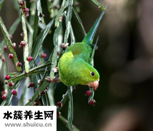 怎么样养鹦鹉