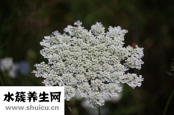 百馨娜的衣服怎么样