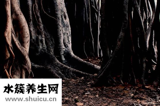 罗京什么病