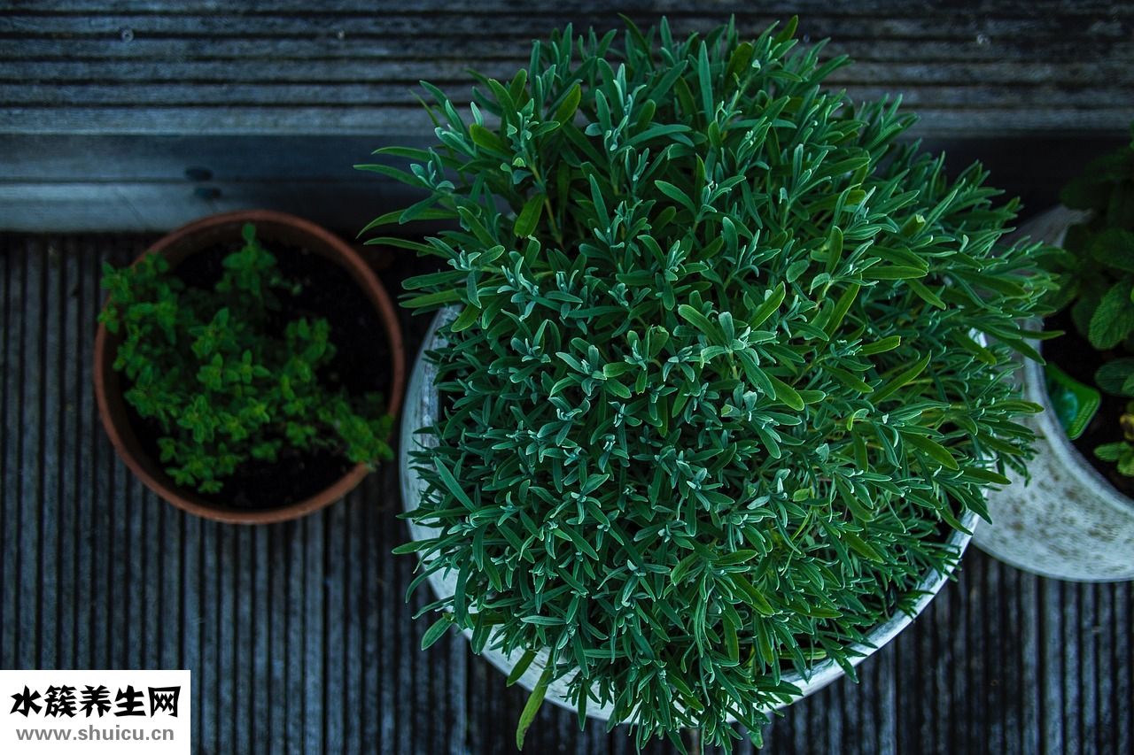 甘道芯缓释茶怎么样