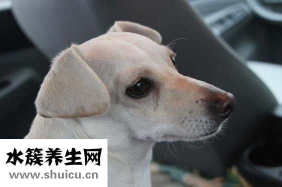 宠物兔怎么养
