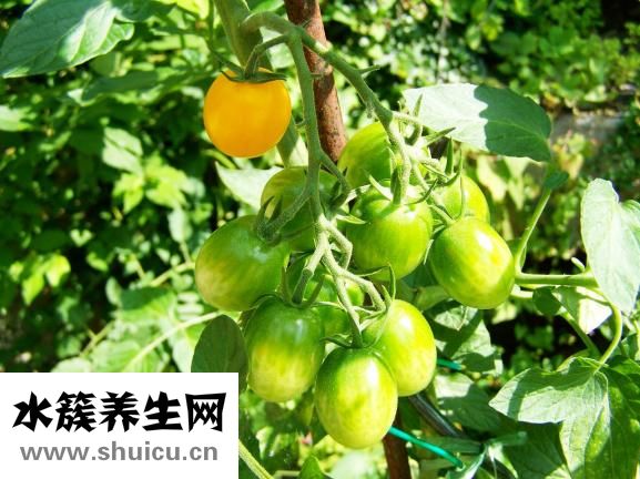 圣奇乐娃娃怎么样