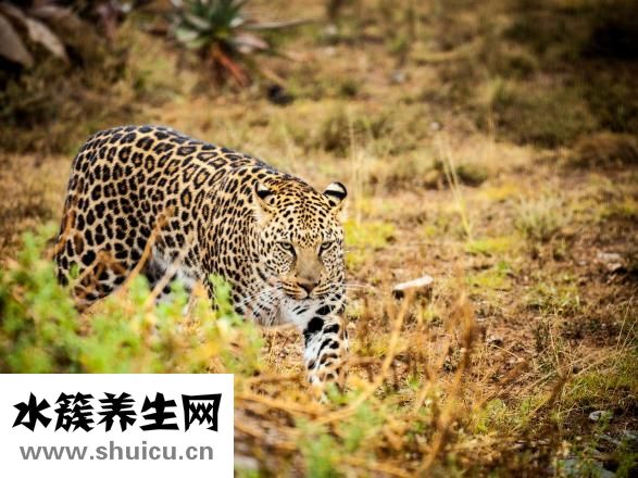 派睿斯怎么样