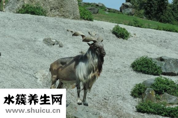 淡菜怎么洗