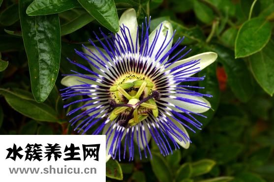 俏俏红怎么样