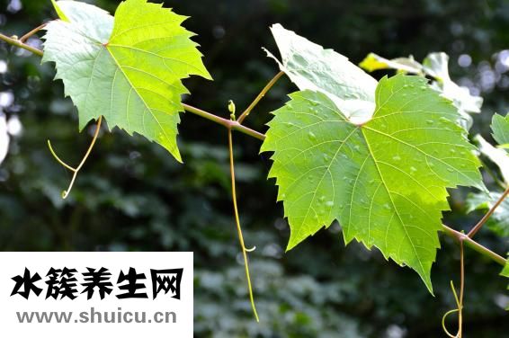 蓝藤卫浴怎么样