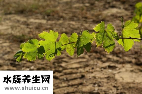蓝藤卫浴怎么样