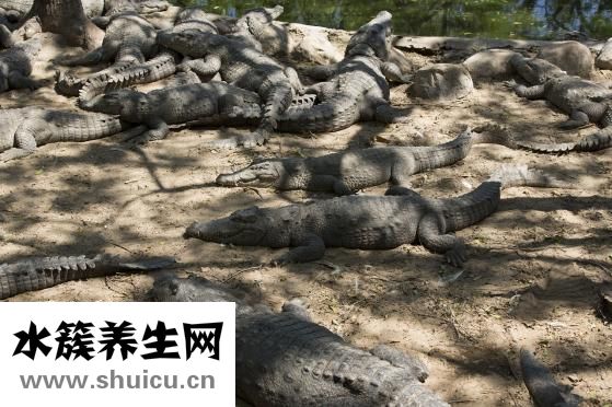 罗氏沼虾营养怎么样