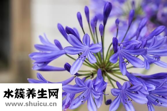 俏俏红怎么样