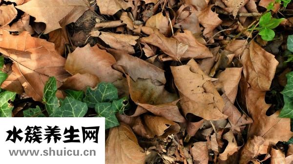 高尔夫球怎么打