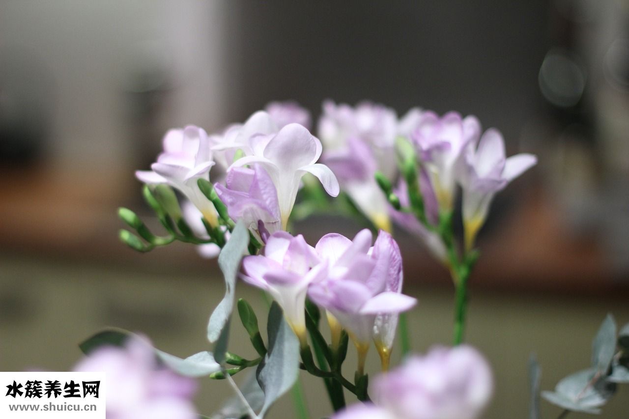 小麦苗喂牛怎么样
