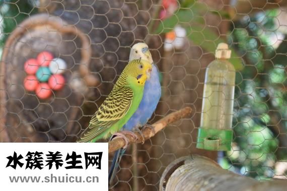 怎么样养鹦鹉