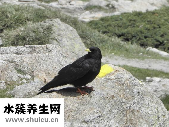 罗氏沼虾营养怎么样