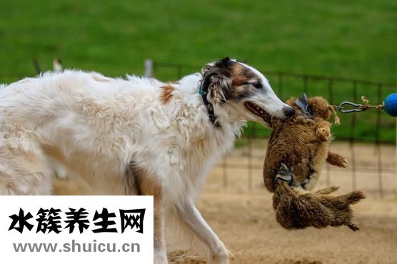 开赛狗场怎么样