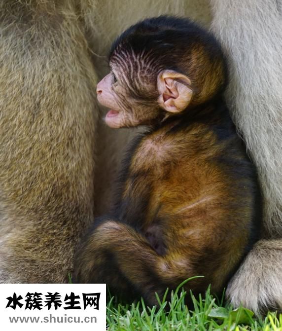 婴儿奶粉怎么冲