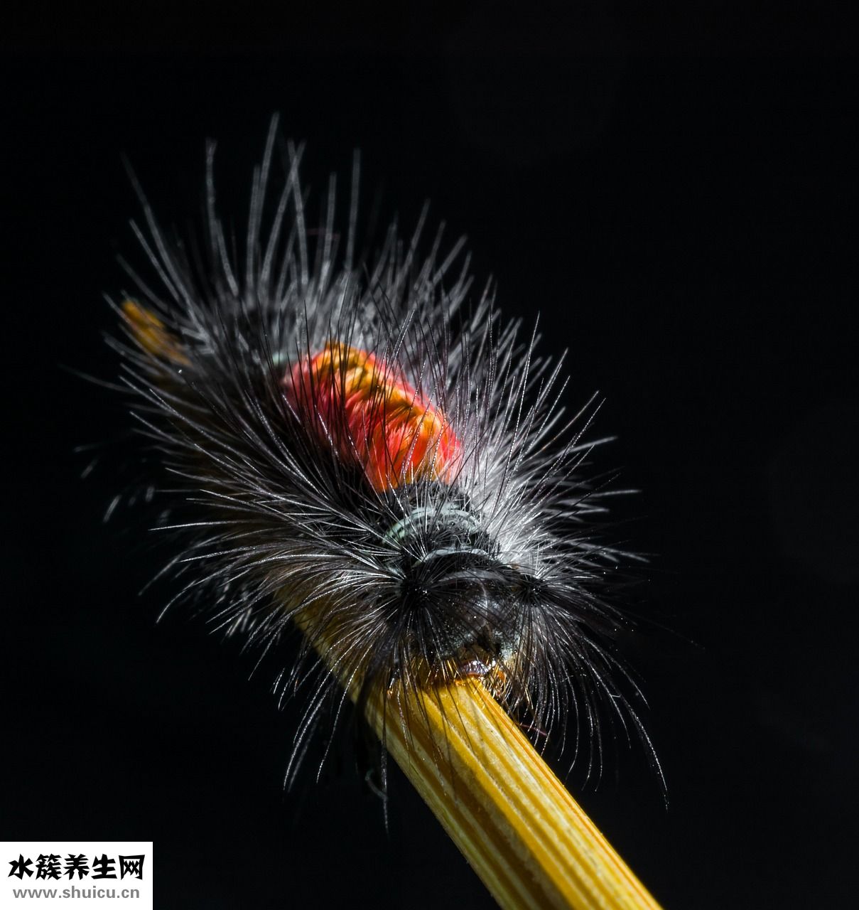 怎么样蒸河粉