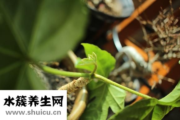 罗京什么病