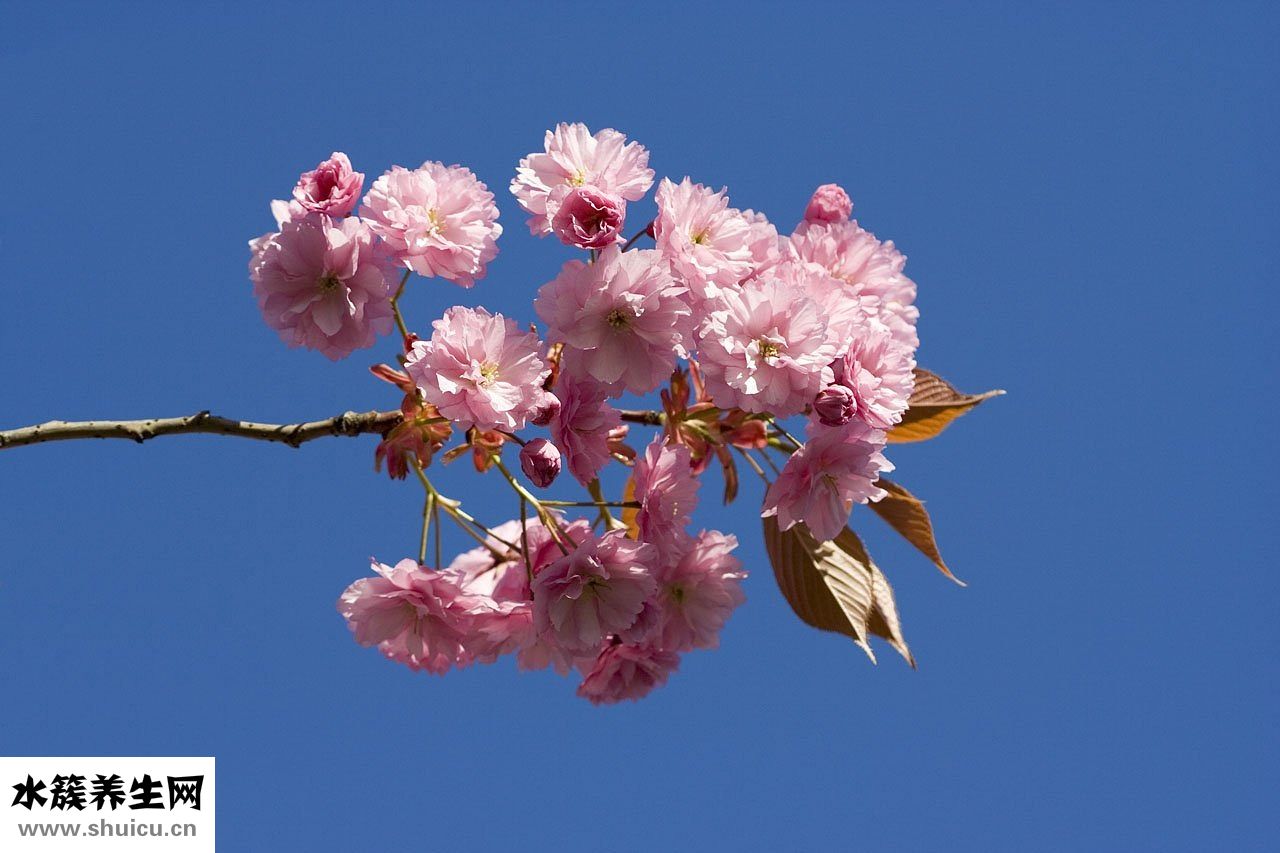 樱花眼护效果怎么样