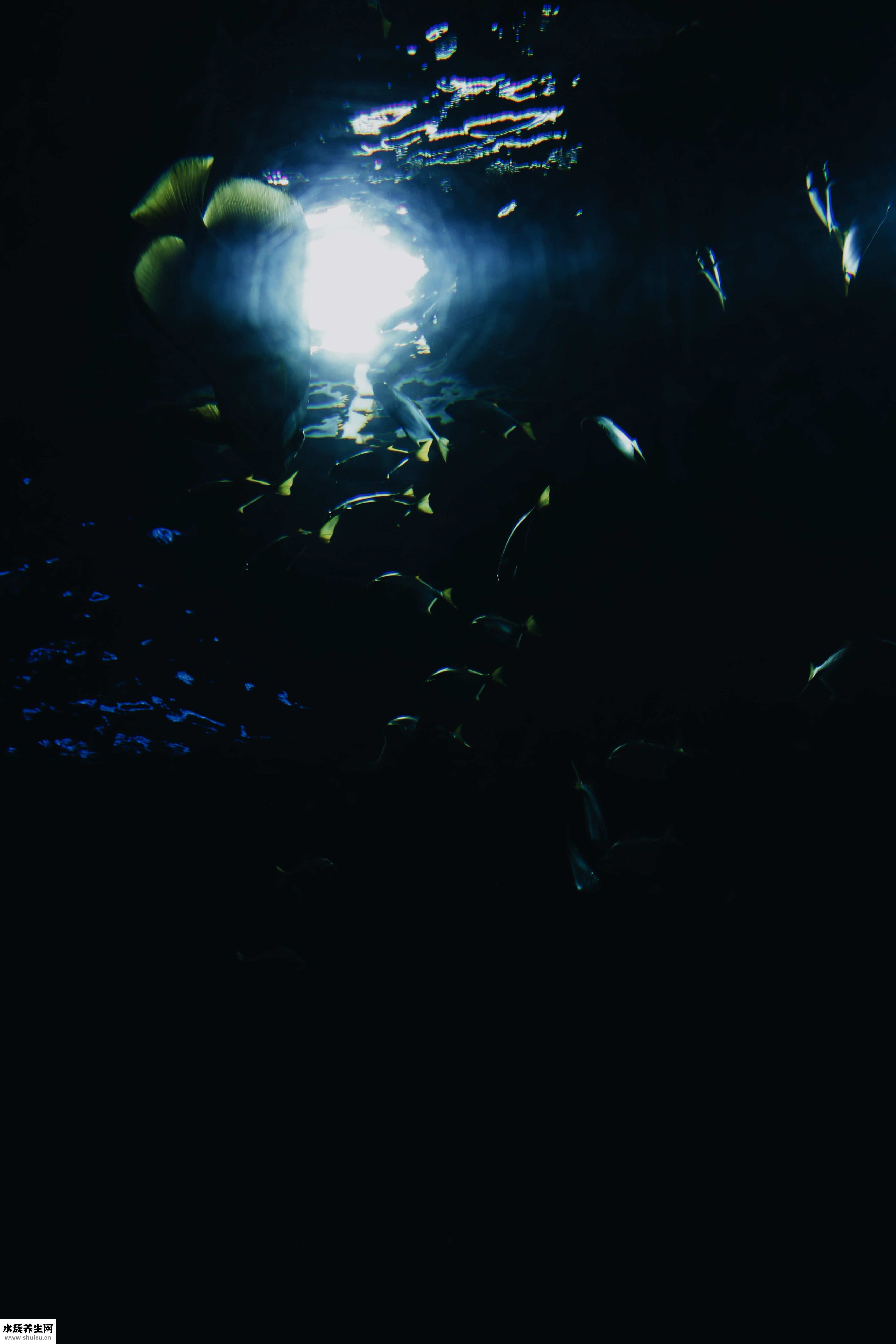 深海衬衫怎么样